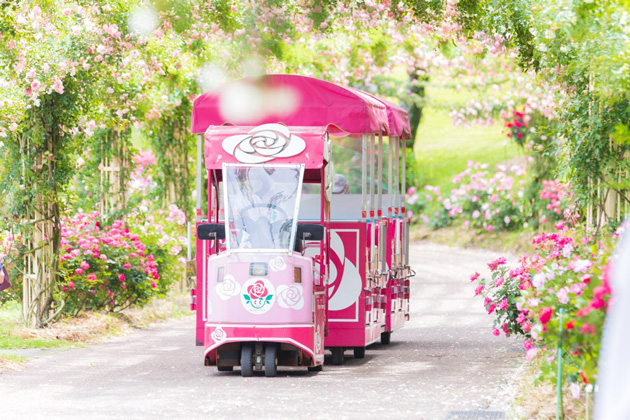 バラ｜季節の花めぐり｜読みもの｜サカタのタネ 家庭菜園・園芸情報