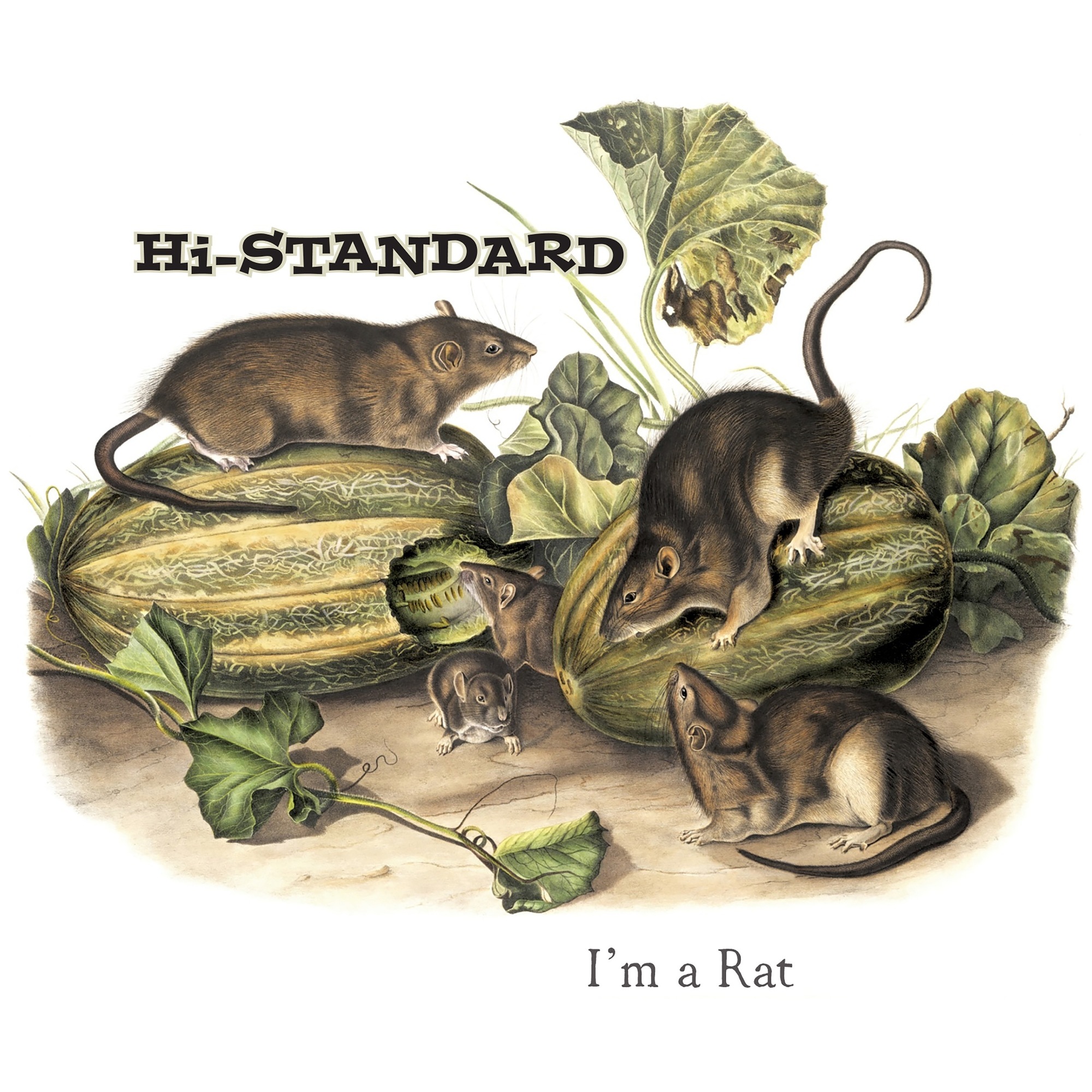 NEWS】Hi-STANDARD「I'M A RAT」、Fat Wreck Chordsより7inch