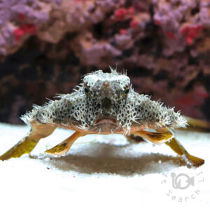 海水魚・小型水槽・人工ライブロック通販｜サーチライフクラフト