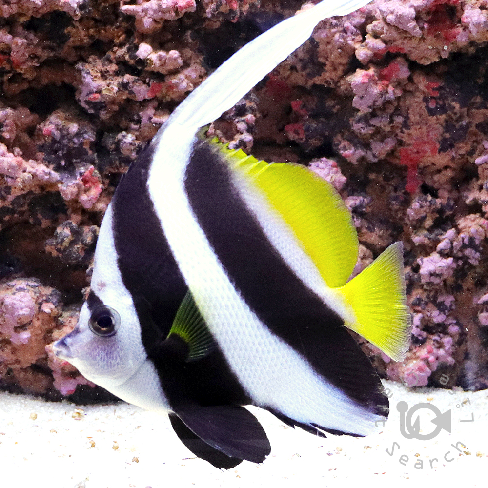 スターポリプ - 海水魚・小型水槽・人工ライブロック通販｜サーチ