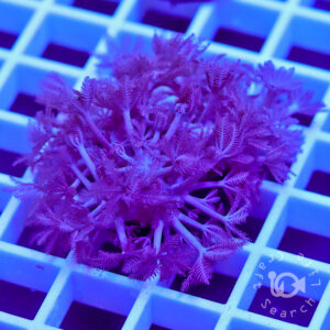 ウミアザミ の在庫一覧 - 海水魚・小型水槽・人工ライブロック通販