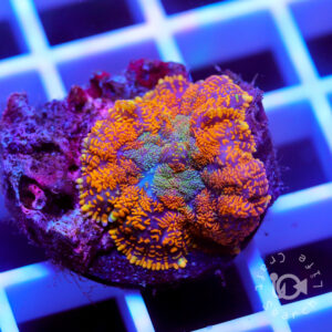 ディスクコーラル の在庫一覧 - 海水魚・小型水槽・人工ライブロック