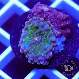 ディスクコーラル の在庫一覧 - 海水魚・小型水槽・人工ライブロック