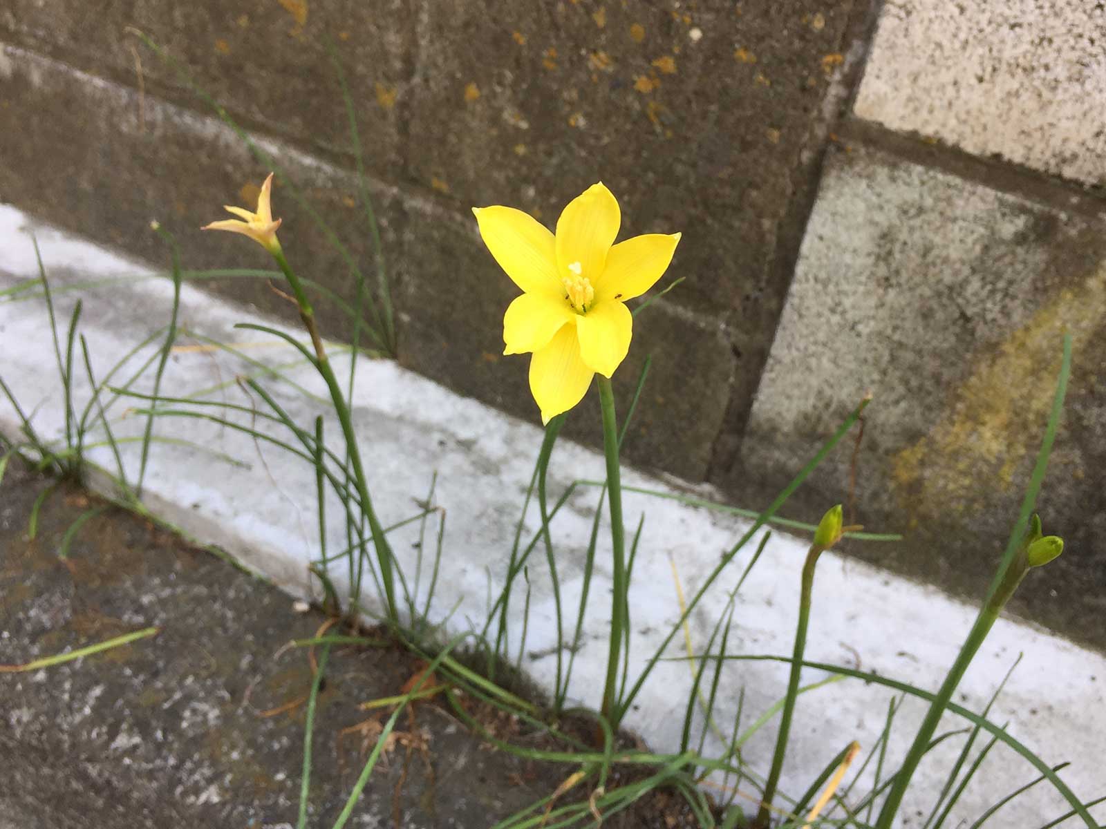 ゼフィランサス カンディダの特徴・実用例 – Seeding