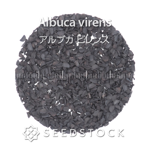 チャールトンウスバ原亜種 雌 phonto-4-940x529.jpeg