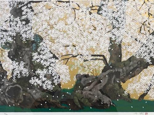 日本画 上賀茂の櫻 日本画 上賀茂の櫻