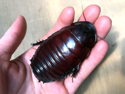 □世界最大級!!☆ヨロイモグラゴキブリ成虫♀単品☆限定SALE