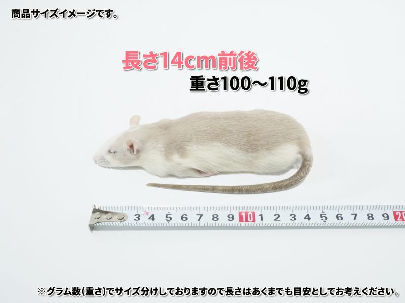 ゆゆまる産業さま専用ページ✨冷凍ヤワゲネズミ☆真空パック保存 ゆ