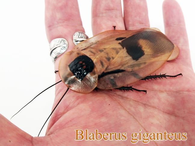 ブラベルス・ギガンテウス☆Blaberus属最高峰種☆成虫ペア☆
