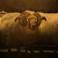 映画 洋画 LAMB ラム ヒグチユウコ ポスター オルタナティブポスター