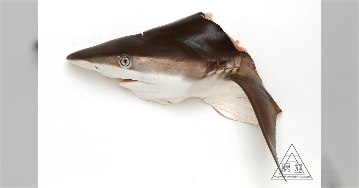 サメ鮫標本剥製頭部