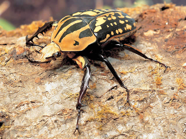 オーベルチュールオオツノカナブン - カブトムシ・クワガタムシ