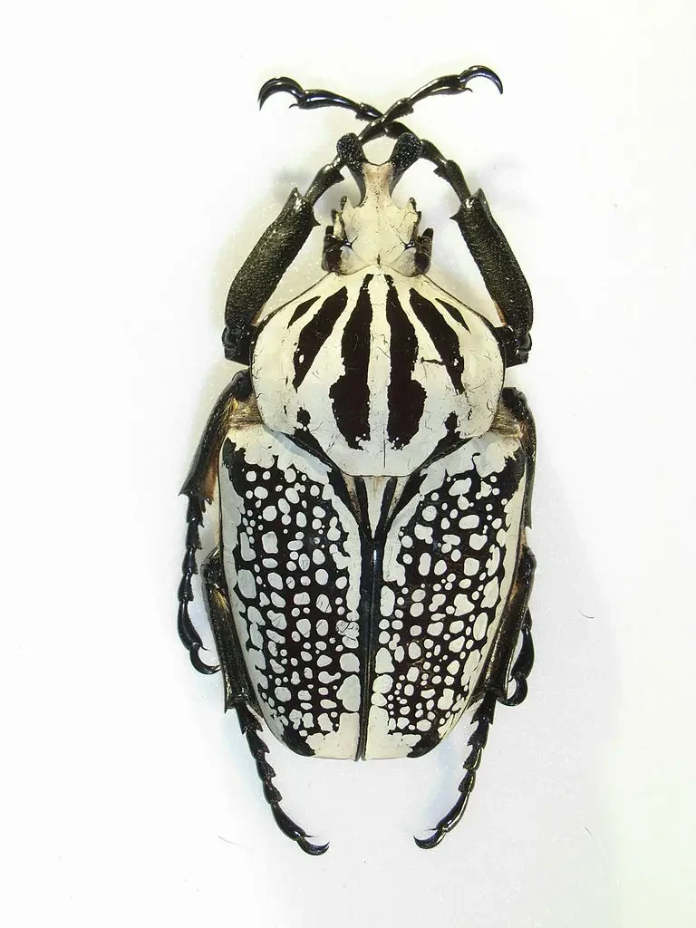 標本 Congo Goliathus orientalis 88mm black Congo Goliathus