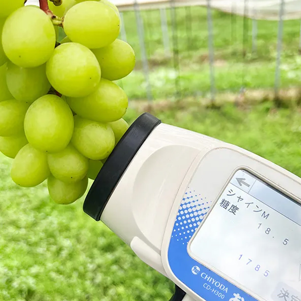 北海道産シャインマスカット【秀品】2房｜PREZO(プレゾ) - 北海道のお