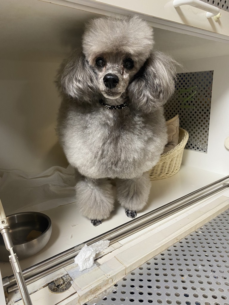 BIOSIS フラーレンマスク 3kg: 100｜業務用トリミング用品通販ショップ