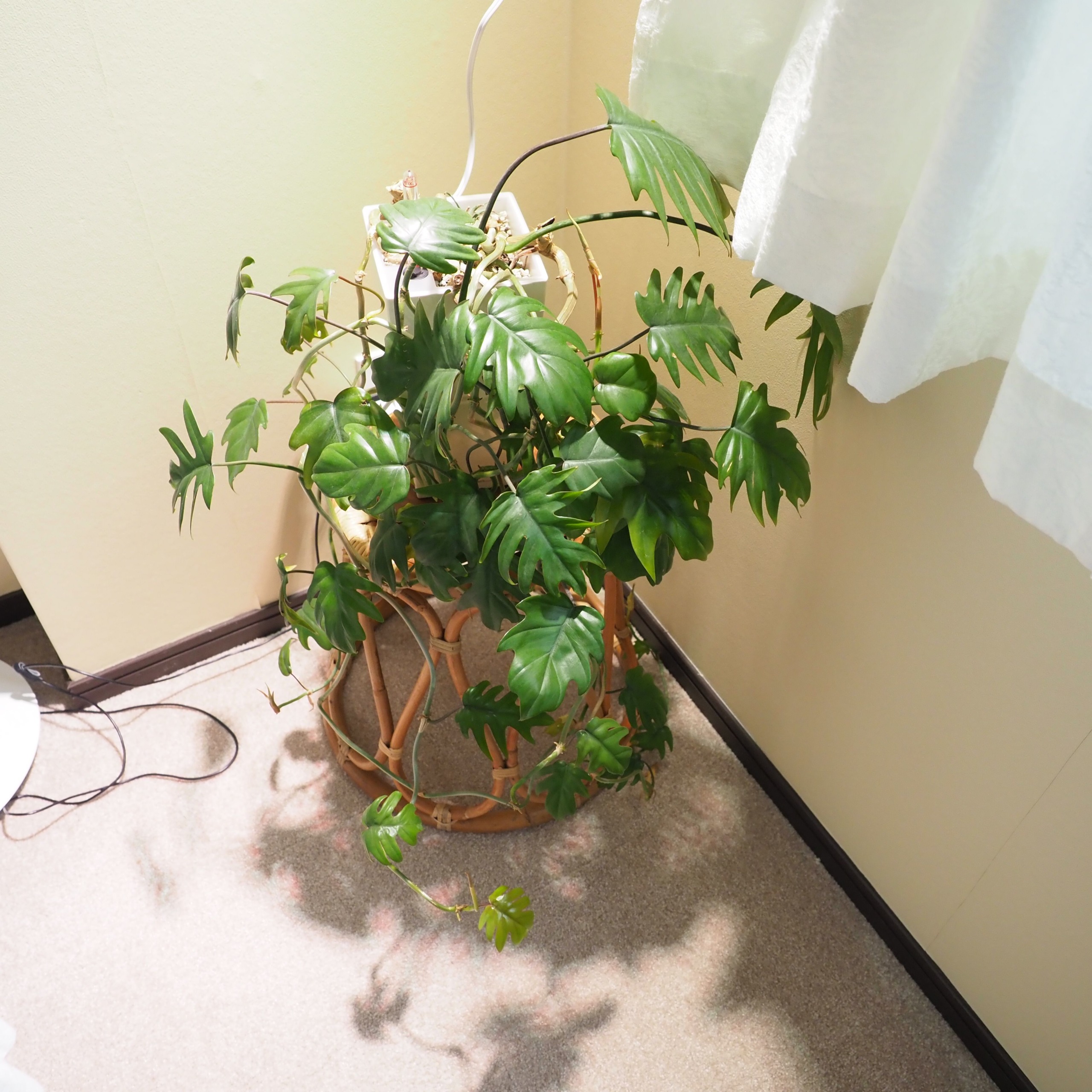 新品5個セット】 IKEA VAXER ヴェクセル 育成ライト イケア 【公式通販】