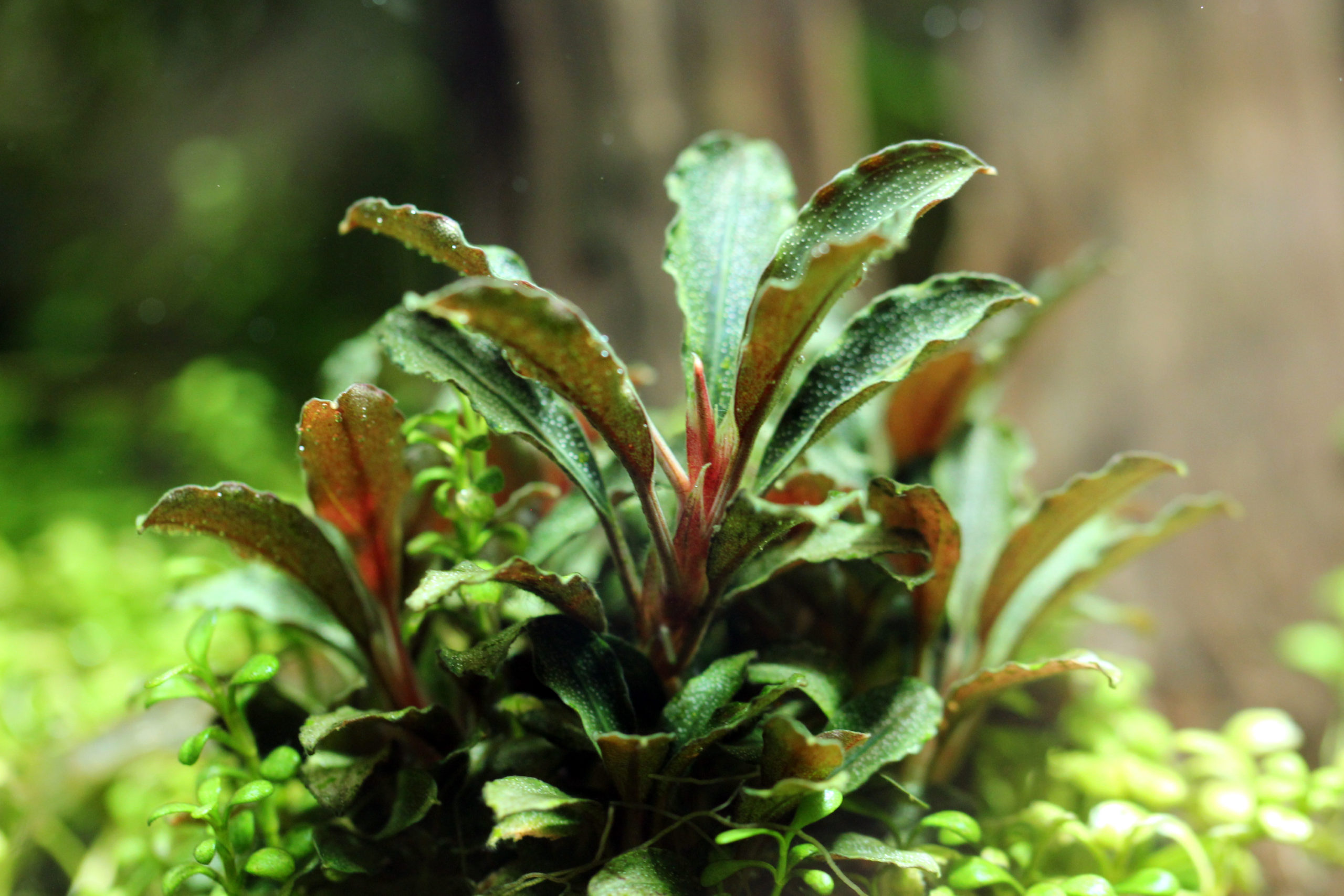 Bucephalandra sp. 'Red Mini' - Online Aquaria