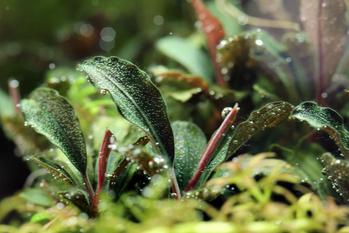 水草 Bucephalandra sp.Red walts Bucephalandra Red Blade — Buce Plant