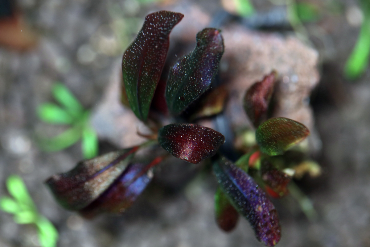 正規株］ブセファランドラsp.ブラウニーゴースト2011-2012 【KN