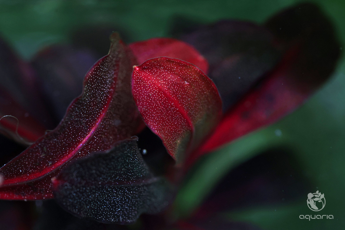 ブセファランドラsp.ブラウニー ネオ 2015 Bucephalandra sp. Neo 2015