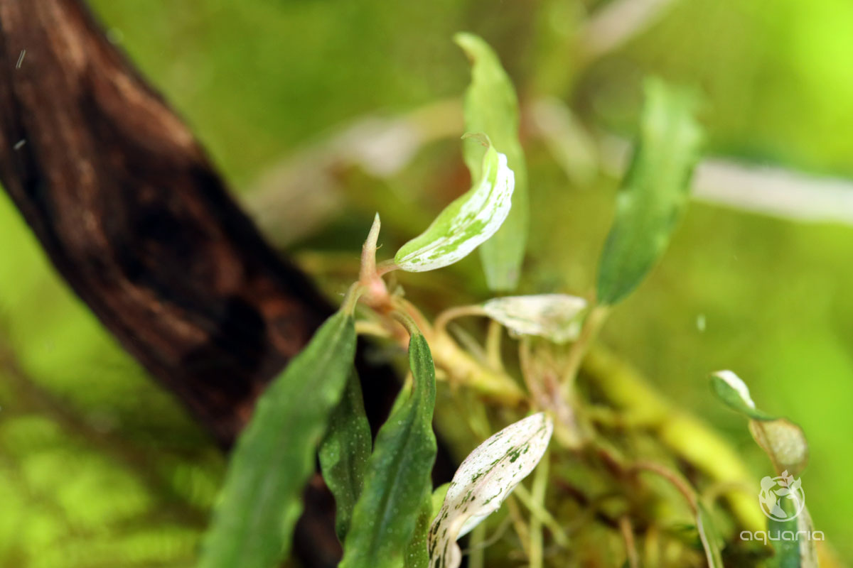 Bucephalandra Varigata Velvet - Online Aquaria