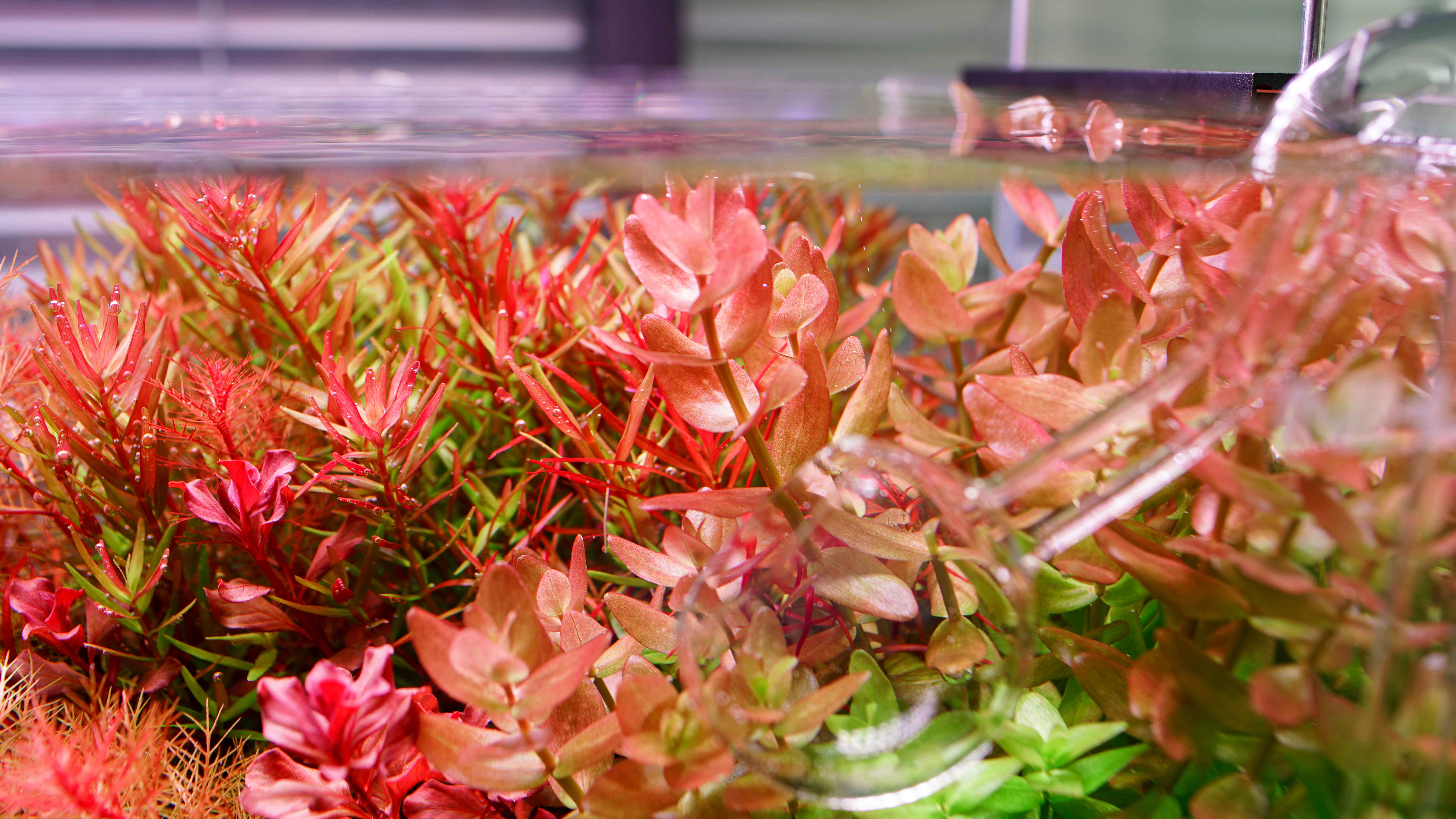 Chihiros WRGB II Pro - Aquarium Light | Glass Aqua