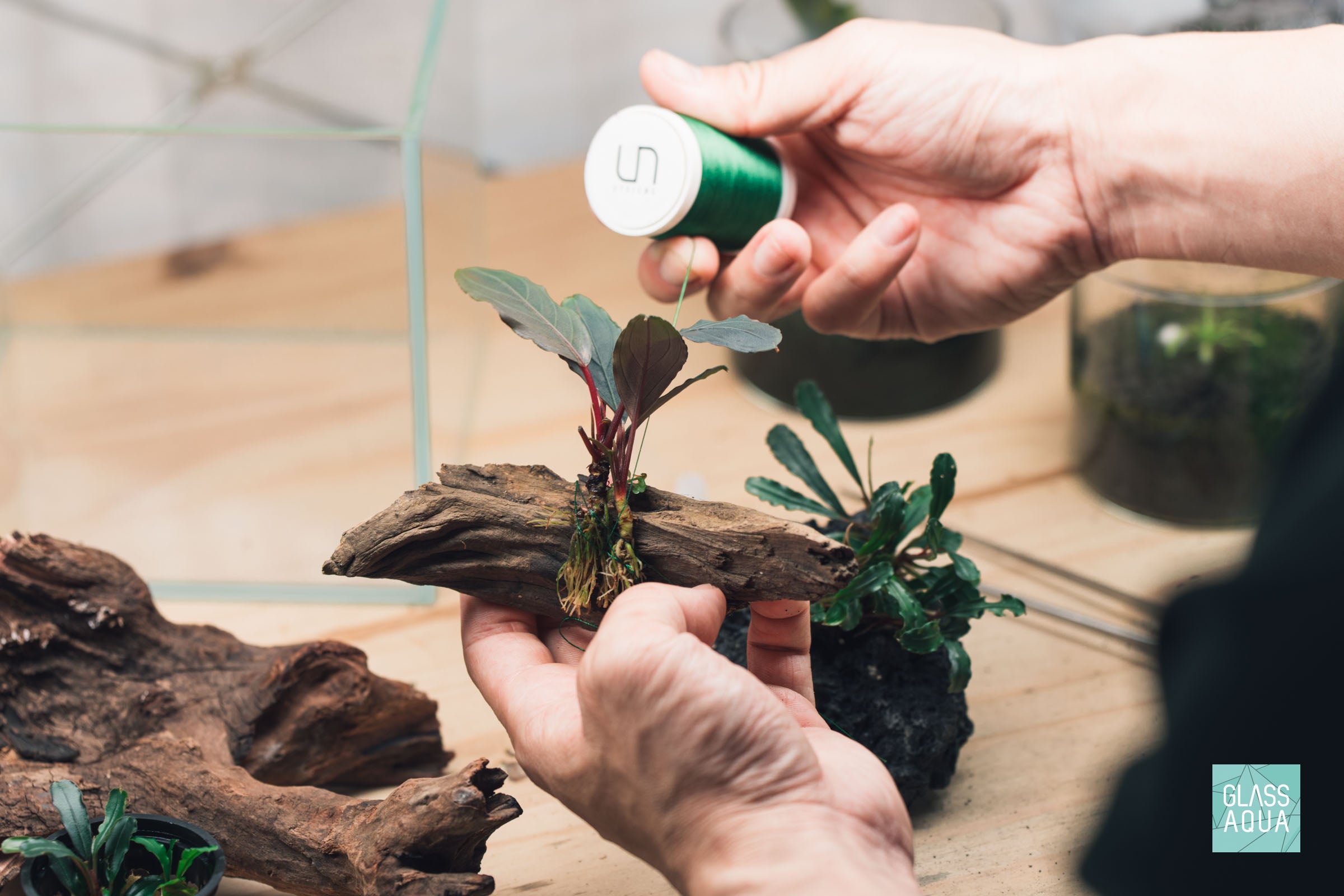 Bucephalandra Sintang Green | Rare Buce Tissue Culture - Glass Aqua