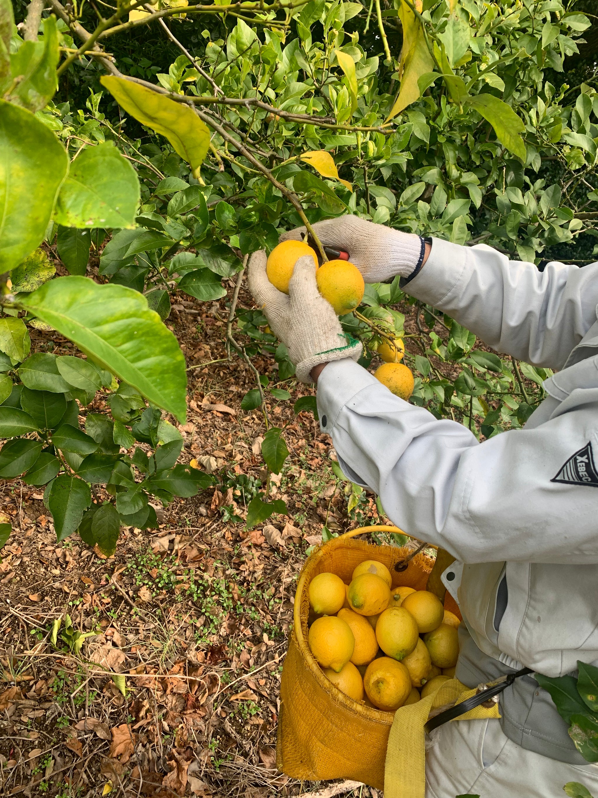 レモン 楽農研究所