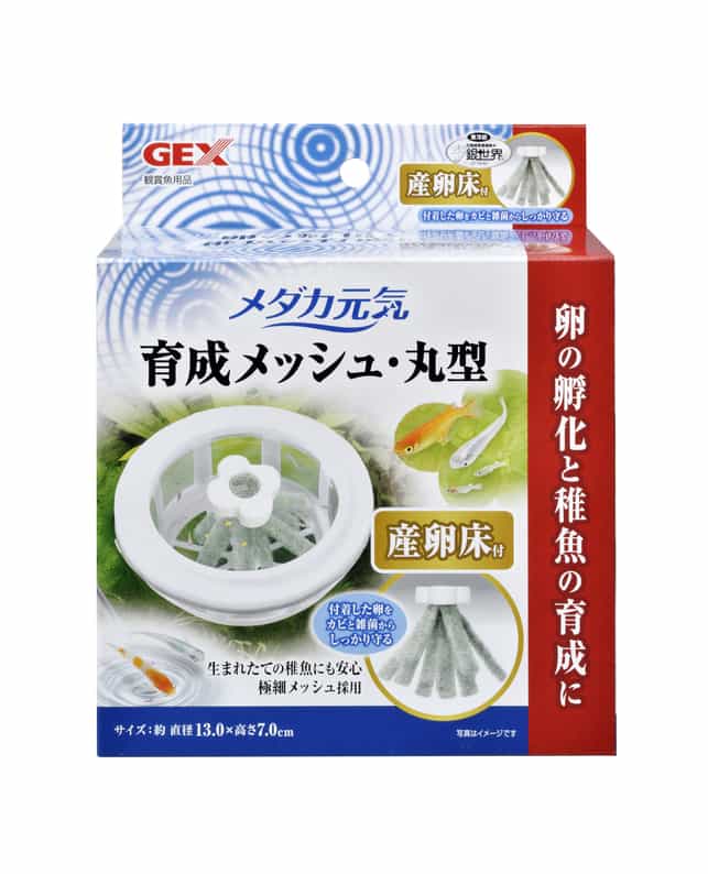 白交祉丸鉢 俊豪白交趾丸鉢 | 盆栽、盆栽書籍、盆栽