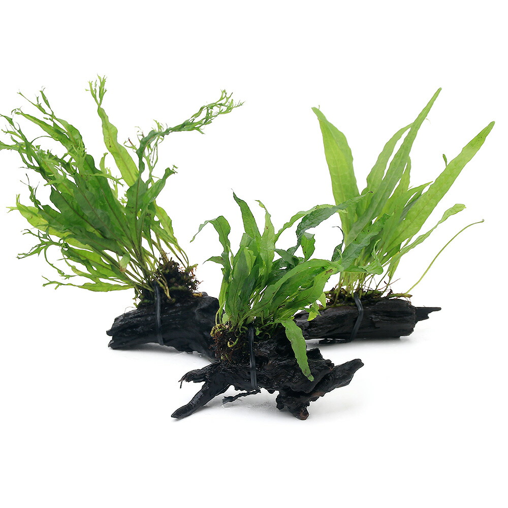 楽天市場】（水草）ミクロソリウム ナロー付き流木 トロピカ製（水上葉