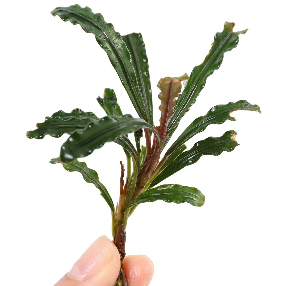 楽天市場】（水草）ブセファランドラsp．Nanga Taman