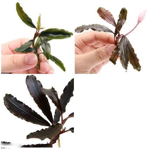 楽天市場】（水草）ブセファランドラsp．クアラクアヤン2（無農薬