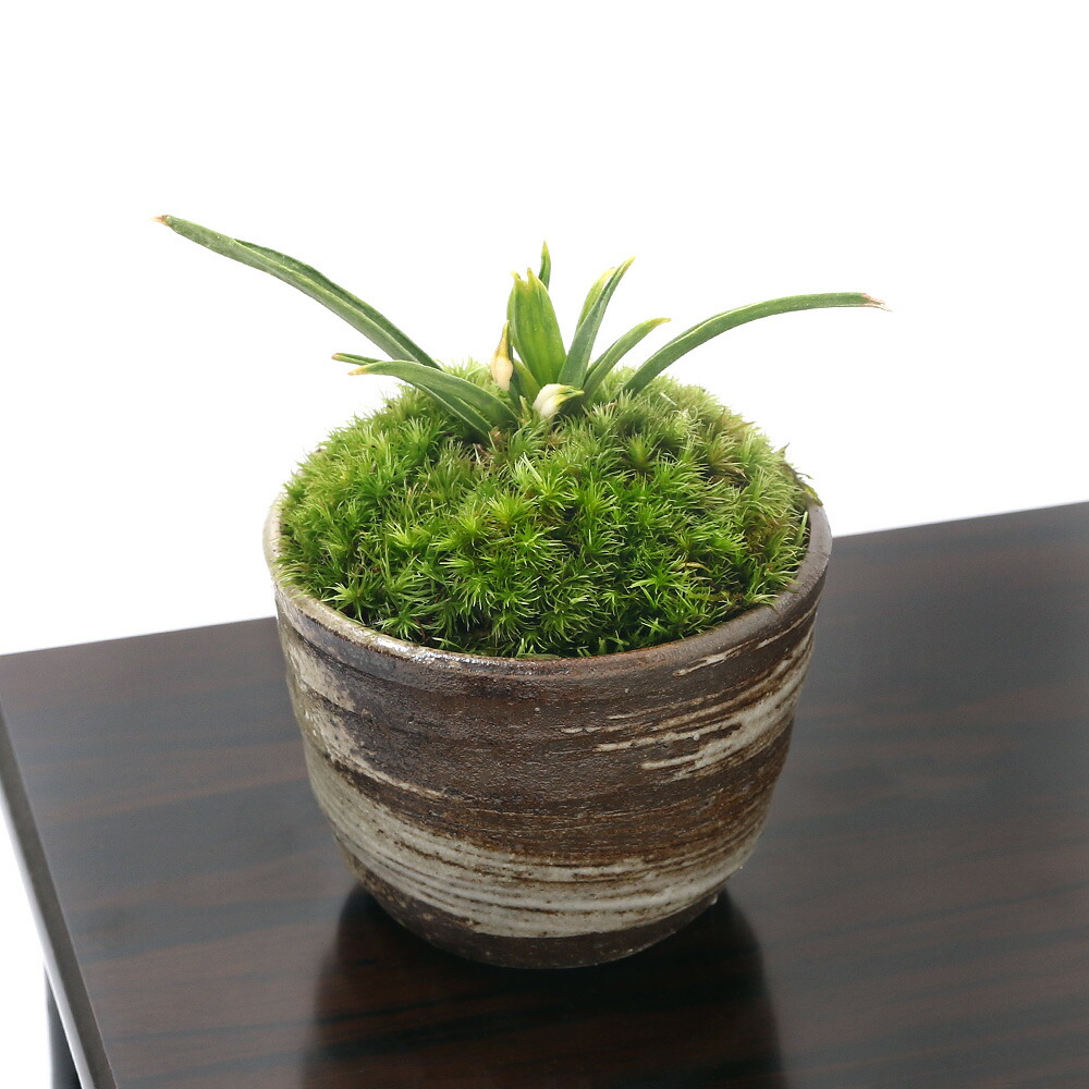 碧水 盆栽鉢 山野草 碧水 盆栽鉢 山野草 碧水 盆栽鉢 山野草