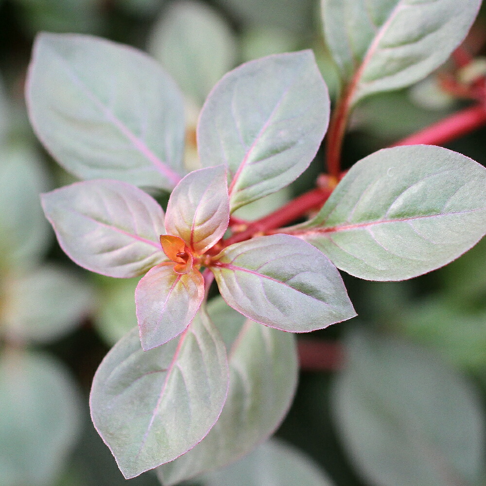 楽天市場】（水草）ルドウィジア インクリナータ パンタナル（水上葉