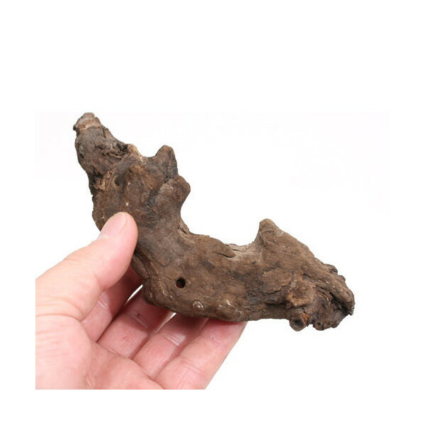 楽天市場】GEX 天然流木 SSサイズ（約15〜20cm） 1本 形状