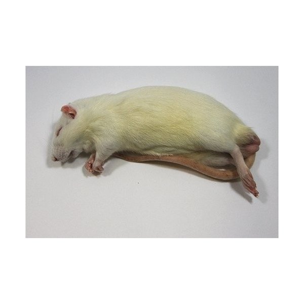 楽天市場】【クール便発送】 冷凍アダルトラット M 50匹入 冷凍マウス