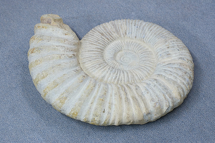 楽天市場】希少 パイライトアンモナイト プレウロセラス 22g