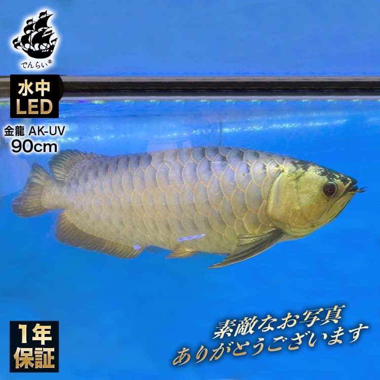 楽天市場】過背金龍 アロワナライト 水槽ライト 藍底金龍 熱帯魚ライト
