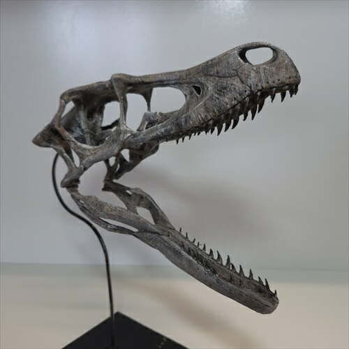 ラプトルの爪 化石 megalodonさん専用 ラプトルの爪 化石 megalodon