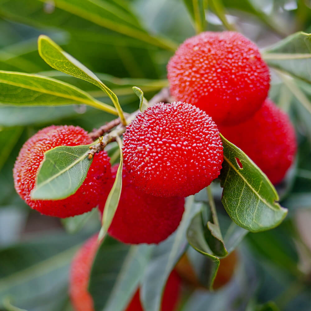 楽天市場】ヤマモモ 【白桃 (シロモモ) （メス）】 2年生接木 ロング