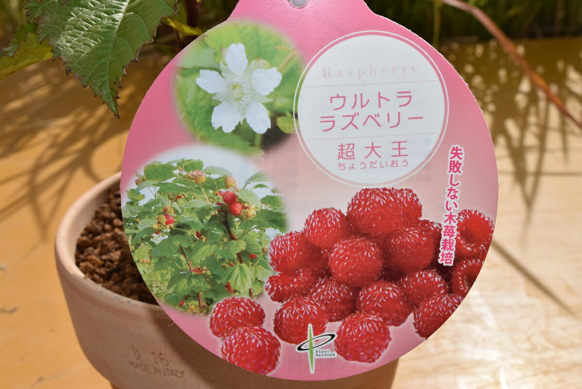 楽天市場】【ラズベリー】 木苺 バラ科 キイチゴ属 庭木 果実 果樹 き