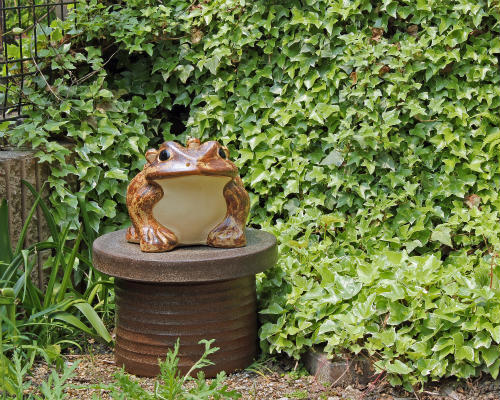 特大 信楽焼 カエル 縁起物 親子蛙 置物 庭 玄関 外置き サイズ 横約60