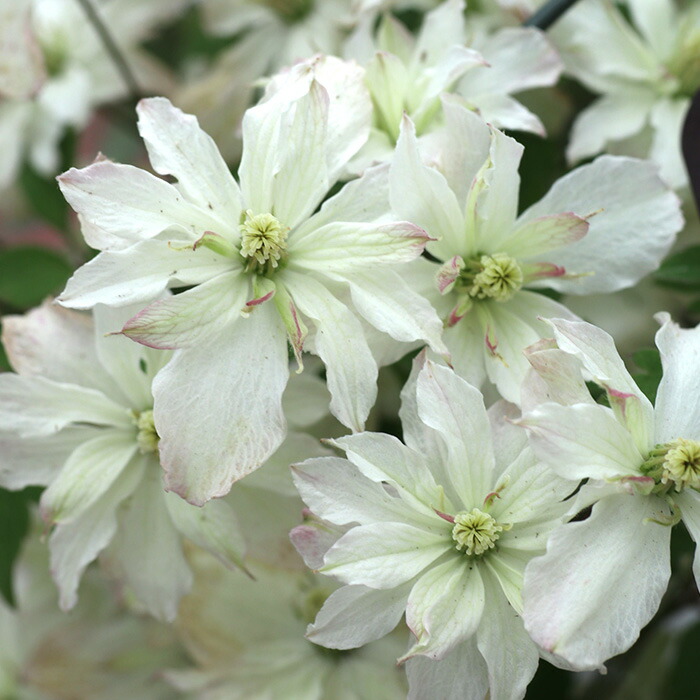 楽天市場】予約販売 クレマチス 苗 グリーンアイズ モンタナ系 杉本