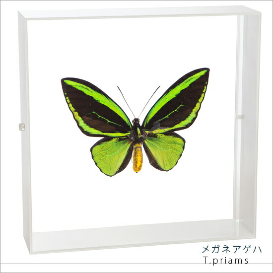 蝶の標本 17頭 ガラスケース入り 蝶の標本 17頭 ガラスケース入り