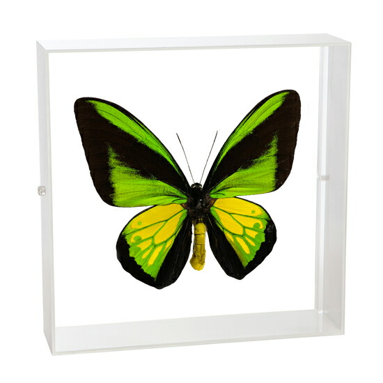 楽天市場】昆虫標本 蝶の標本 ゴライアストリバネアゲハ メタリック調