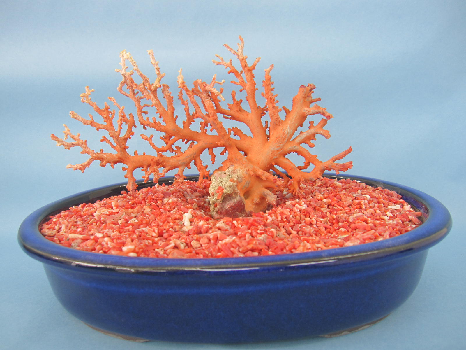 楽天市場】ピンク珊瑚 原木・拝見・置物 （艶出し加工済み） 黒檀台