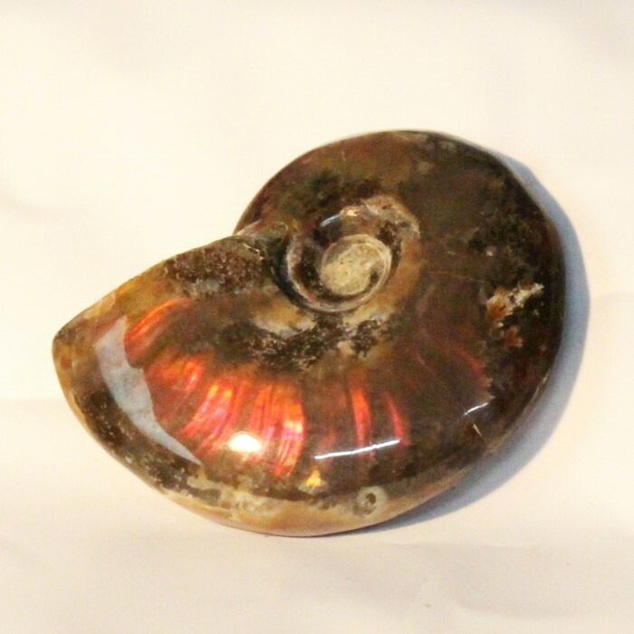 楽天市場】【マダガスカル産 厳選品質 一点物】アンモナイト 化石 にじ