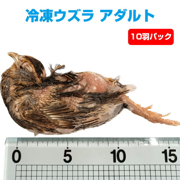 楽天市場】【冷凍】冷凍ヒヨコ 10羽パック（T2）【クール便発送