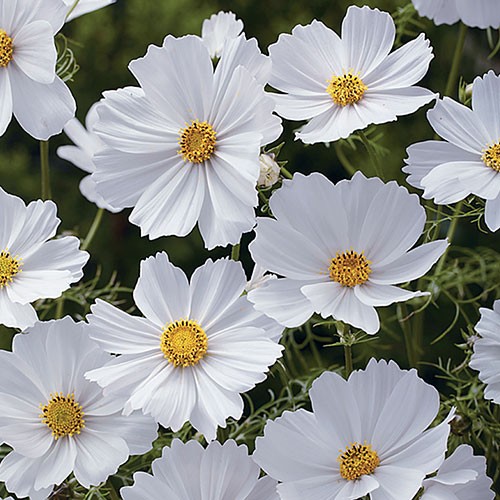 コスモス・センセーション ホワイト| 種・苗・ガーデニング用品の