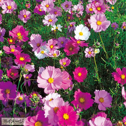 景観用コスモス・秋咲き巨大輪 混合| 種・苗・ガーデニング用品の